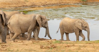 Herd of elephants at waterhole in the wild and savannah landscape of Africa