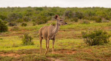 Afrika 'nın vahşi ve savan manzarasında daha büyük Strepsiceros kudu