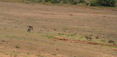Afrika 'nın vahşi ve savanasında sırtlanlar ve yaban domuzları