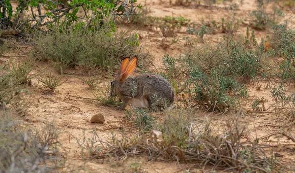 Scrub Hare Wild Savannah Landscape Africa — Foto Stock