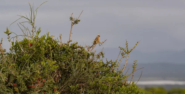 Gespikkelde Muisvogel Het Wild Savanne Landschap Van Afrika — Stockfoto