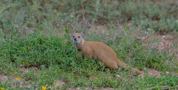 Yellow Mongoose Mongooses Wild Savannah Landscape Africa — Stock Photo, Image