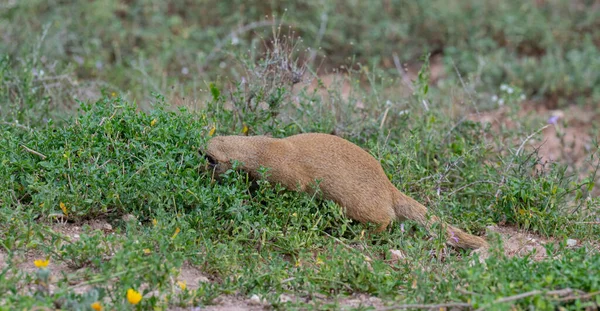 Mangusta Gialla Mangusta Nel Paesaggio Selvatico Savana Dell Africa — Foto Stock