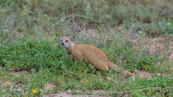 Mangusta Gialla Mangusta Nel Paesaggio Selvatico Savana Dell Africa — Foto Stock