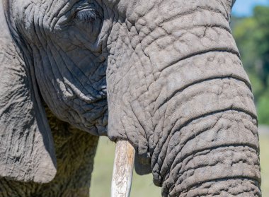 Güney Afrika 'nın bozkırında bir file yaklaş.
