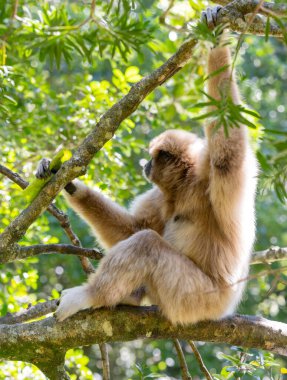 Güney Afrika, Plettenberg Körfezi 'ndeki Maymun Diyarı' nda Gibbon.