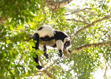 Plettenberg Körfezi 'ndeki Maymun Diyarı' nda siyah ve beyaz yakalı lemur. Güney Afrika.