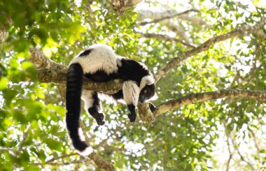 Plettenberg Körfezi 'ndeki Maymun Diyarı' nda siyah ve beyaz yakalı lemur. Güney Afrika.