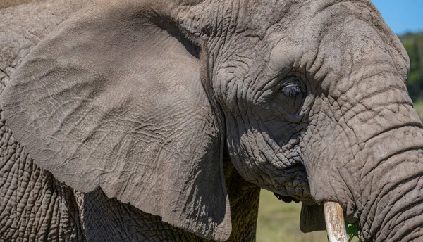 Close Elefante Savana África Sul — Fotografia de Stock