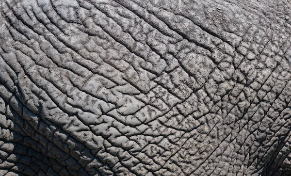 Närbild Elefant Savannen Sydafrika — Stockfoto