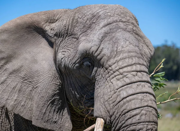 Nahaufnahme Eines Elefanten Der Savanne Südafrikas — Stockfoto