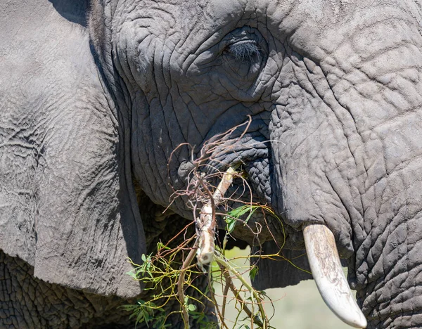 Nahaufnahme Eines Elefanten Der Savanne Südafrikas — Stockfoto