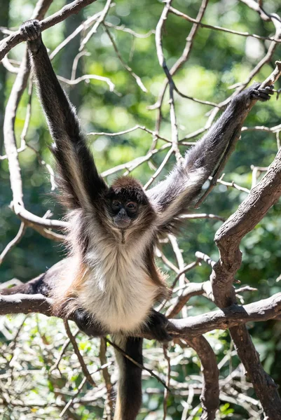 Geoffroy Pókmajom Plettenberg Öbölben Dél Afrika — Stock Fotó