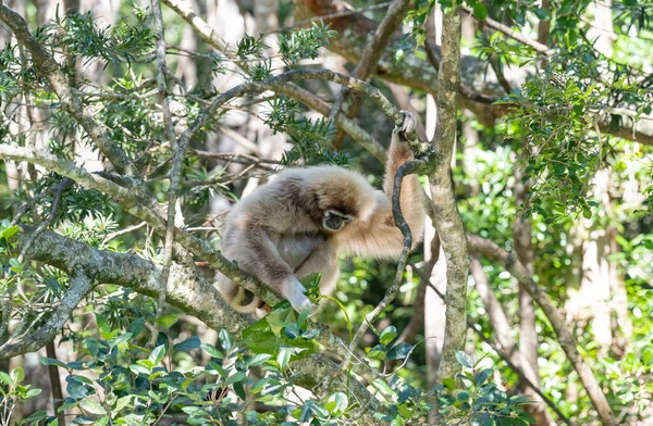 Gibbon Στο Monkeyland Στο Plettenberg Bay Νότια Αφρική — Φωτογραφία Αρχείου