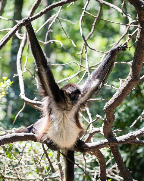 Macaco Aranha Geoffroy Monkeyland Plettenberg Bay África Sul — Fotografia de Stock