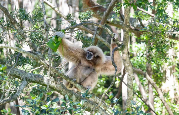 Gibbon Monkeyland Plettenberg Bay África Sul — Fotografia de Stock