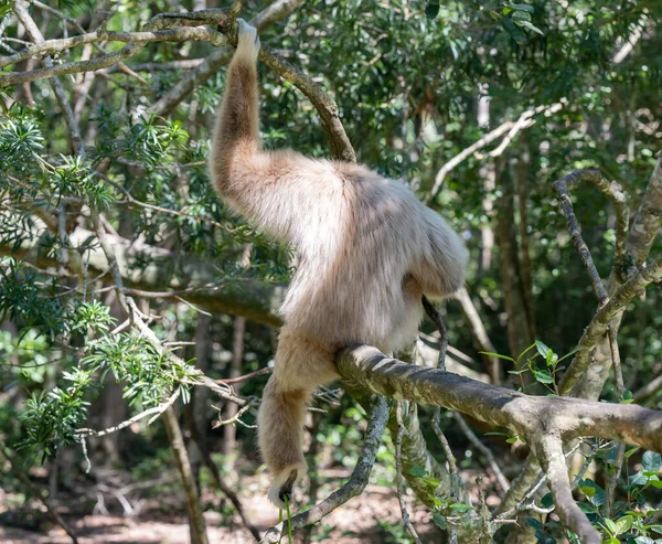 Gibbon Bij Monkeyland Plettenberg Bay Zuid Afrika — Stockfoto