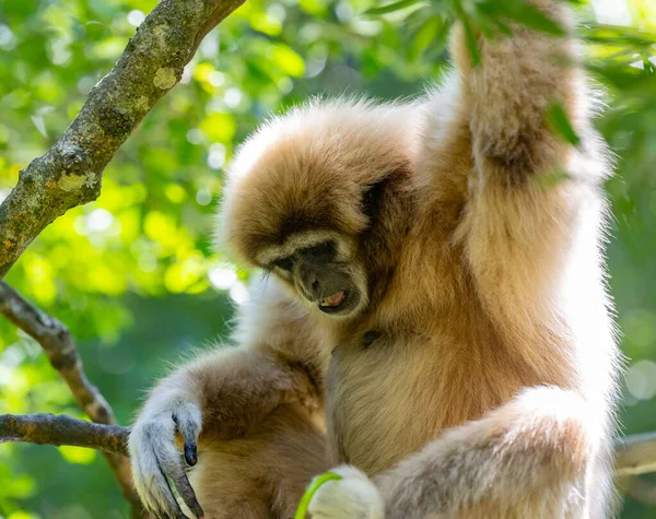 Gibbon Vid Monkeyland Plettenberg Bay Sydafrika — Stockfoto