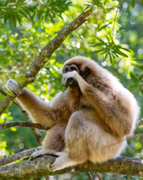 Gibbon Monkeyland Plettenberg Bay Afrique Sud — Photo