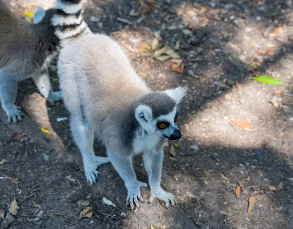 Ringtailed Lemurs Monkeyland Zatoce Plettenberg Rpa — Zdjęcie stockowe