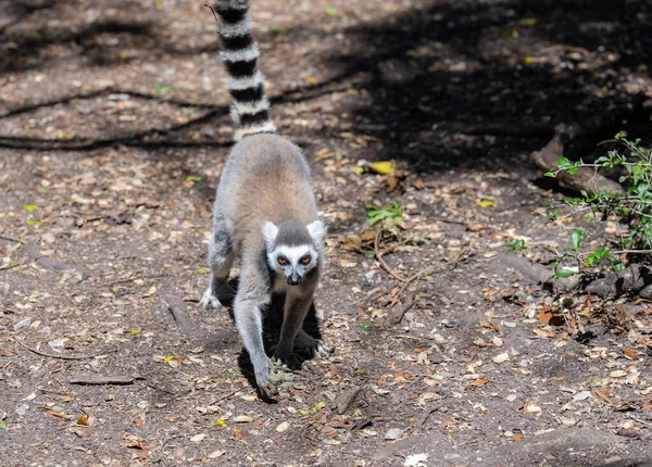 Ringtailed Lemurs Monkeyland Plettenberg Bay África Sul — Fotografia de Stock