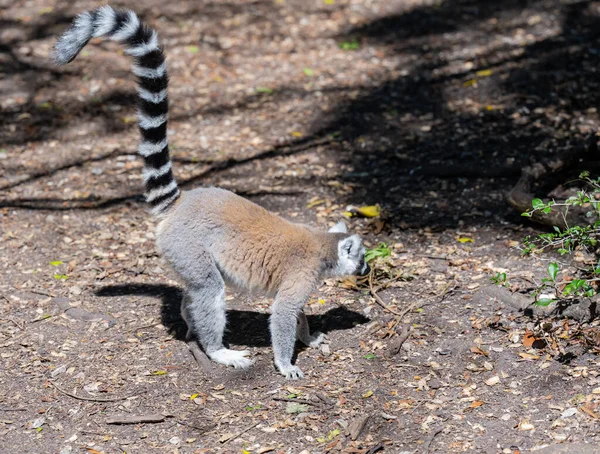 Ringtailed Lemurs Monkeyland Zatoce Plettenberg Rpa — Zdjęcie stockowe