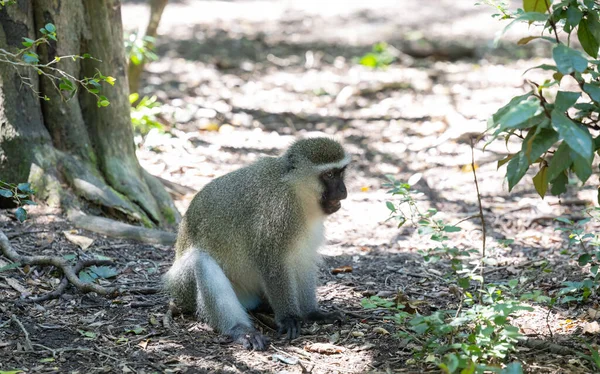 Green Monkey Wild Savannah Landscape Africa — Stok fotoğraf