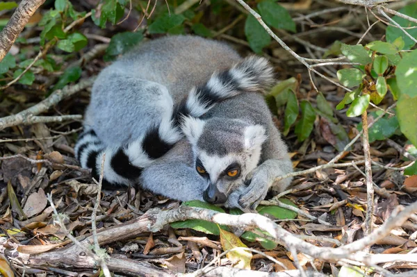 Ringtailed Lemurs Monkeyland Plettenberg Bay África Sul — Fotografia de Stock