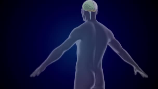 Vidéo 4k de l'hologramme du corps humain sur fond bleu. — Video