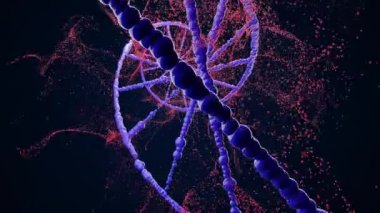 Siyah zemin üzerinde pembe ve mor DNA zincirinin 4k videosu. Pembe ışıklı. DNA kavramı.