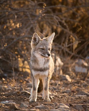 Atacama Çölü Şili 'nde Tilki Zorro soğuğu