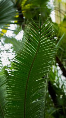 Orman yaprağındaki eğreltiotları kapatın