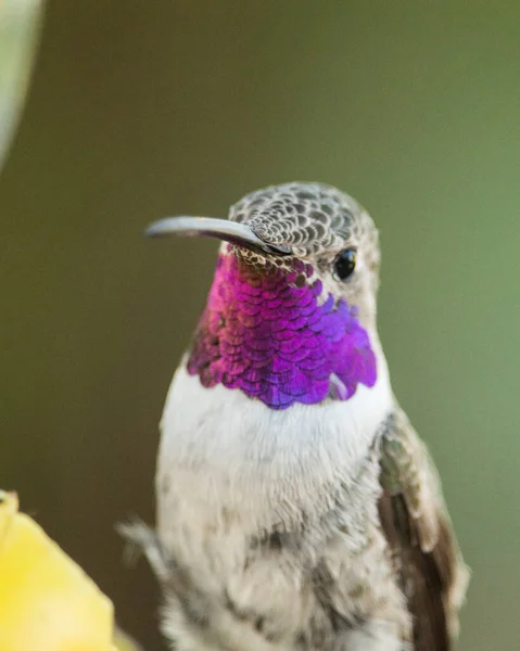 Northen Hummingbird Picaflor Del Norte Chile — Stock Photo, Image