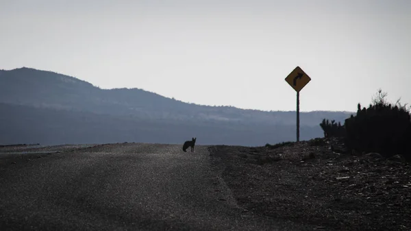 Fox Road Desert — Stock Photo, Image