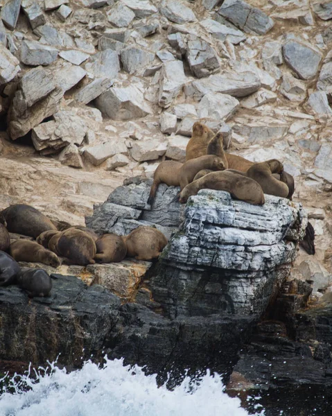 Seelöwe Auf Den Felsen — Stockfoto