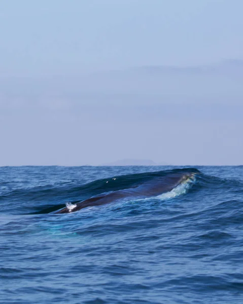 フィンクジラの呼吸海 — ストック写真