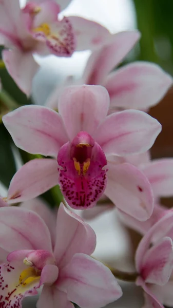 Gros Plan Fleur Orchidées — Photo