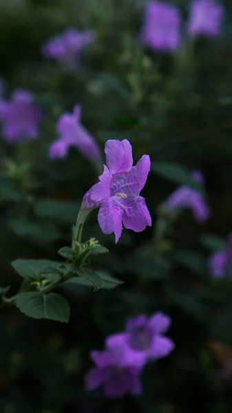 Lila Blüten Aus Der Nähe — Stockfoto