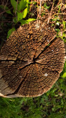 Ahşap desen kahverengi yakın çekim