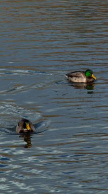 Ördekler gölde yüzüyor.