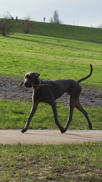 公園で幸せな犬 — ストック写真