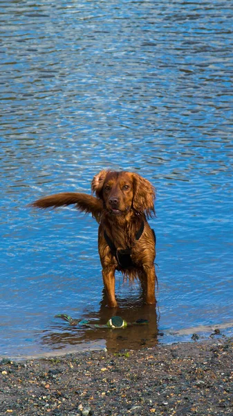 Chien Heureux Dans Eau — Photo