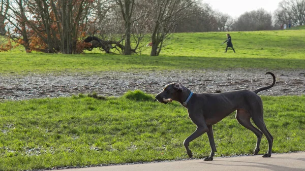 Lycklig Hund Parken Stockbild