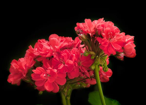 Koyu arka plan üzerinde kırmızı Sardunya çiçekleri yakın çekim Telifsiz Stok Fotoğraflar