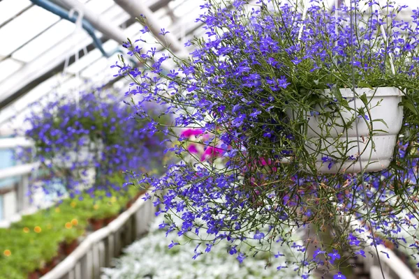 Lobelia Flower en una casa de cristal —  Fotos de Stock