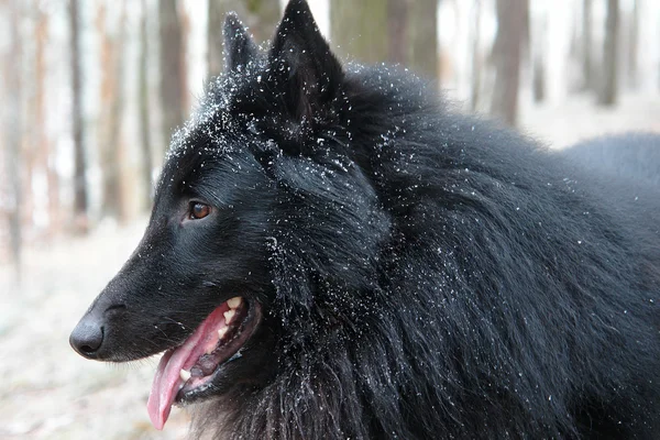 比利时牧羊犬 groenendael 特写 — 图库照片