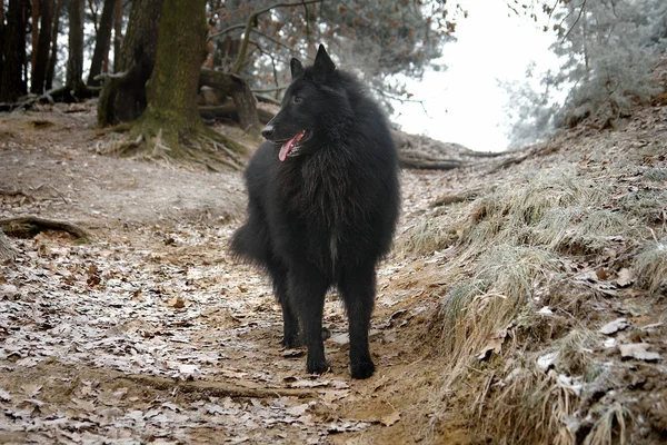 Hermoso perro de oveja belga Groenendael — Foto de Stock