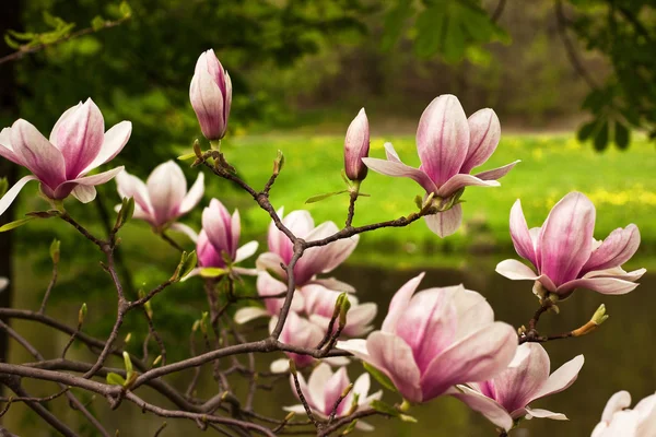 Kwitnący makro drzewa magnolii Zdjęcie Stockowe