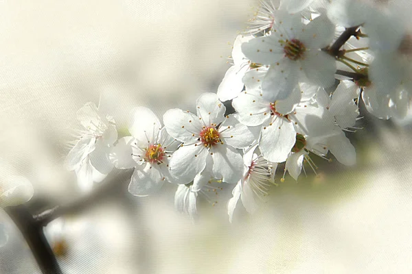 Gros plan sur le pommier fleuri blanc — Photo