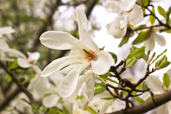 Beyaz Manolya çiçek açan ağaç — Stok fotoğraf
